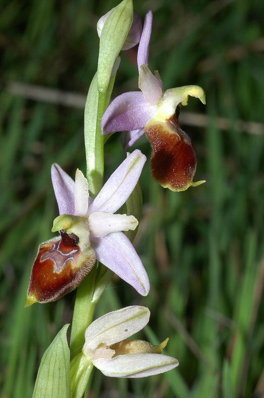 Le orchidee selvatiche spontanee di Ostia